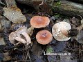 Lactarius decipiens-amf1133
